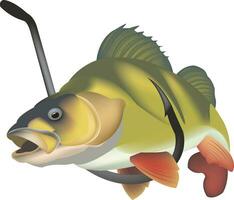 freshwater sea bass fish vector