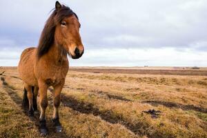 Picturesque landscape with green nature in Iceland photo