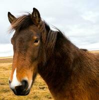 Picturesque landscape with green nature in Iceland photo