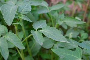 Plant of Terong ungu, or Solanum melongena. Leaves, Flower Fruit and Plant of Eggplant, nature Background leaves. photo