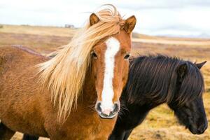 Picturesque landscape with green nature in Iceland photo