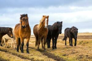 Picturesque landscape with green nature in Iceland photo