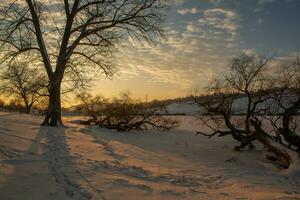 escarchado invierno en Rusia. hermosa amanecer en Siberia. frío invierno foto. foto