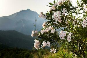 photo with beautiful landscape from the island of Sardinia, Italy