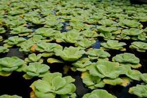 Water lettuce or Pistia stratiotes live in fish ponds as a place for fish to live and to decorate the yard photo