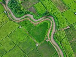 Aerial view of lush green rice field with small winding canal. Sustainable agriculture landscape. Sustainable rice farming. Rice cultivation. Green landscape. Organic farming. Sustainable land use. photo