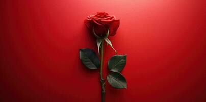 AI generated a rose is placed on a red background. photo