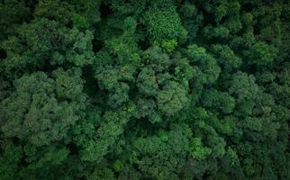 Aerial top view of green trees in forest. Drone view of dense green tree captures CO2. Green tree nature background for carbon neutrality and net zero emissions concept. Sustainable green environment. photo