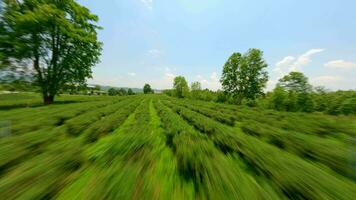 té plantación colinas en chiang rai, del Norte tailandia video