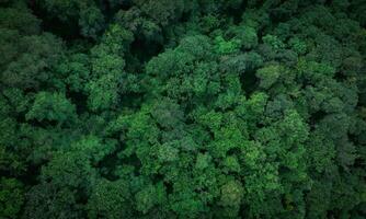 Aerial top view of green trees in forest. Drone view of dense green tree captures CO2. Green tree nature background for carbon neutrality and net zero emissions concept. Sustainable green environment. photo