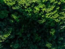 Aerial top view of green trees in forest. Drone view of dense green tree captures CO2. Green tree nature background for carbon neutrality and net zero emissions concept. Sustainable green environment. photo