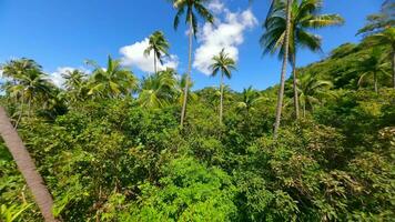 tropical floresta com imponente Palma árvores e exótico plantas dentro tailândia. video