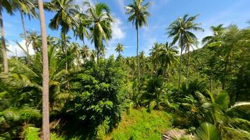 tropicale foresta con torreggiante palma alberi e esotico impianti nel Tailandia. video