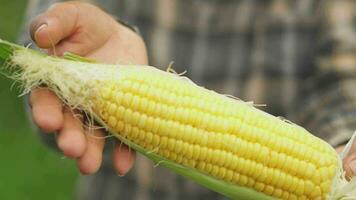 dichtbij omhoog hand- senior vrouw boeren oogsten maïs gedurende de agrarisch seizoen, toenemend inkomen. video