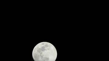 moon timelapse, stock time lapse - fullmåneuppgång i mörk naturhimmel, nattetid. fullmåneskiva time lapse med månen lyser upp i natten mörk svart himmel. högkvalitativa gratis videofilmer eller timelapse video