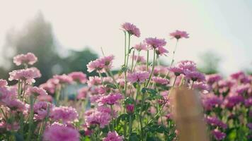 A video camera pans a field of flowers swaying in the evening breeze.