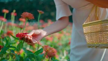 een vrouw wandelingen met een mand en accenten een roze bloem met haar hand. voelen vrij naar te ontvangen positief energie. video