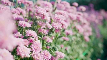 veel mooi roze bloemen. zomer dag in een ongelooflijk mooi bloeiend tuin. video