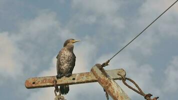 cormorano su il albero di un' pesca barca video