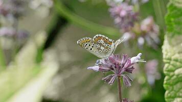 mariposa alimentándose de una flor video