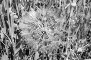 Beautiful wild growing flower seed dandelion on background meadow photo