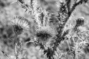 Beautiful growing flower root burdock thistle on background meadow photo