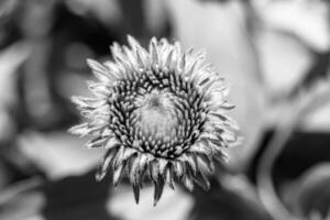 Fine wild growing flower aster false sunflower on background meadow photo