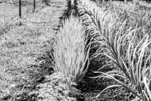 Photography on theme beautiful onion vegetable plant with napiform skin photo