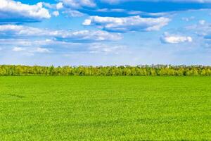 Beautiful horizon scenery in village meadow on color natural background photo