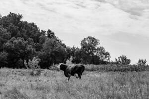 beautiful big milk cow grazes on light meadow under clear sky photo