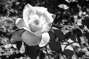 fotografía sobre el tema hermosa flor silvestre creciente rosa foto