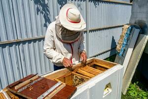 Winged bee slowly flies to beekeeper collect nectar on private apiary photo