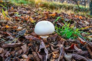 Photography to theme large beautiful poisonous mushroom in forest on leaves background photo