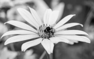 Beautiful wild flower winged bee on background foliage meadow photo