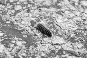 Photography on theme beautiful hairy caterpillar in hurry to turn into butterfly photo