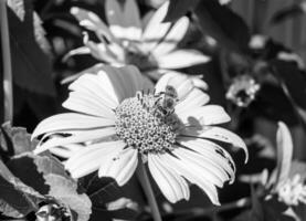 Beautiful wild flower winged bee on background foliage meadow photo