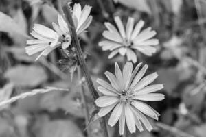 belleza flor silvestre creciente achicoria ordinaria en pradera de fondo foto