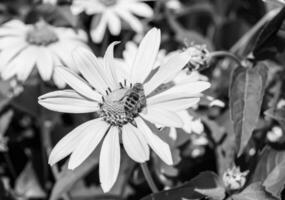 Beautiful wild flower winged bee on background foliage meadow photo