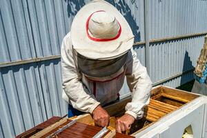 Winged bee slowly flies to beekeeper collect nectar on private apiary photo