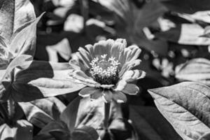 hermosa flor silvestre creciente zinnia elegans en pradera de fondo foto