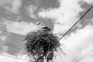 Beautiful wing stork in wooden stick nest on street lamp photo