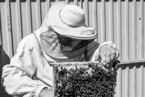 Winged bee slowly flies to beekeeper collect nectar on private apiary photo