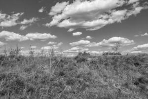 Beautiful horizon scenery in village meadow on color natural background photo