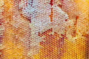 Drop of bee honey drip from hexagonal honeycombs filled with golden nectar photo