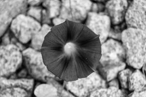 Photography on theme beautiful wild growing flower petunia on background meadow photo