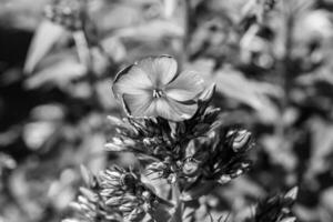 hermosa flor silvestre creciente phlox paniculata en pradera foto