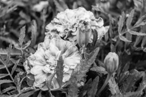 fina flor de caléndula de caléndula de crecimiento silvestre en la pradera de fondo foto