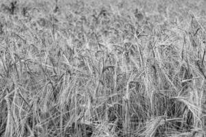 Photography on theme big wheat farm field for organic harvest photo