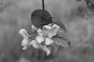 Photography on theme beautiful fruit branch apple tree with natural leaves under clean sky photo