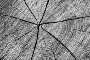 Beautiful wooden fracture old oak, natural texture close up photo